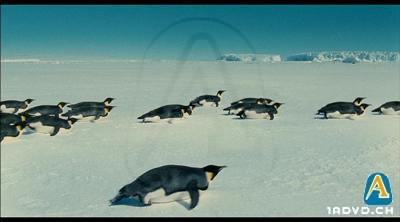 Reise der Pinguine, Die